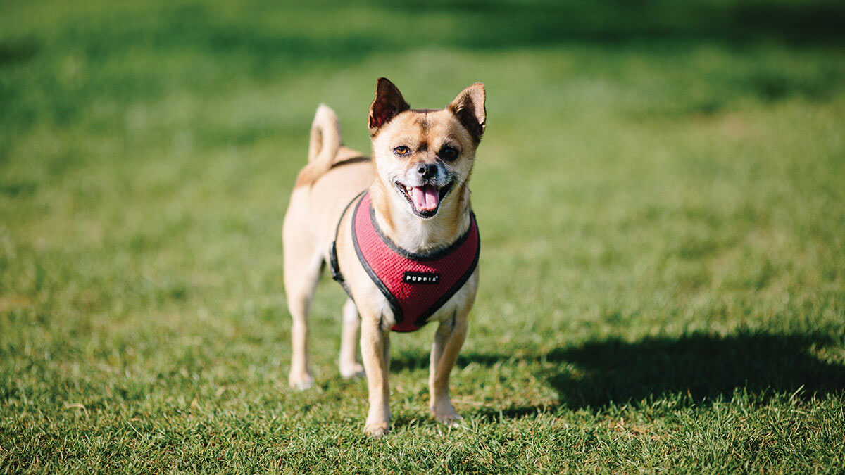 Pet Friendly Retirement Community with Resort Style Amenities for Active Adults